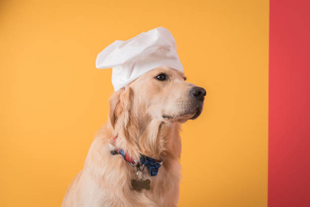 istock Golden Retriever dog with Chef's hat 1172299785