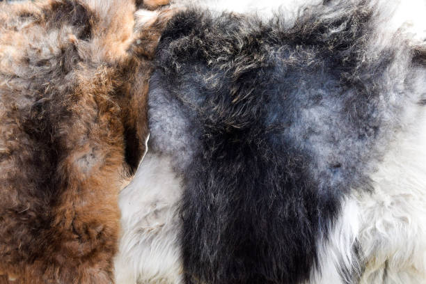 istock Sheep skins. Traditional Norwegian products. 1172300632