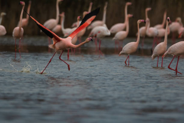 istock Pink Flamingos 1172300671