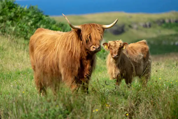 Highland cattle family on Isle of Mull, Scotland