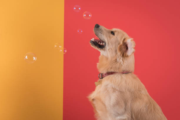 istock Golden retriever dog playing with a soap bubbles 1172300776