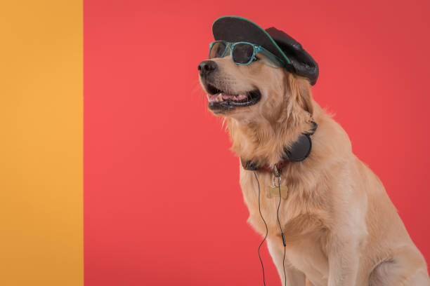 cão do retriever dourado que escuta a música com vidros de sol - neutral look audio - fotografias e filmes do acervo