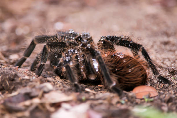 istock Tarantula photographed in Conceicao da Barra, Espirito Santo. 1172302135