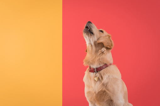 Studio shot of an Golden retriever sitting and howling on colored background