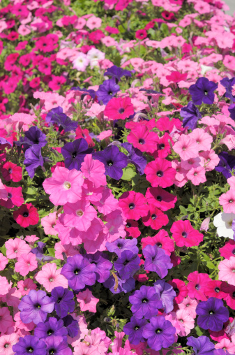 A colorful flowerbed of petunias. Taken in downtown Frankenmuth, Michigan. Nikon D300 (RAW)
