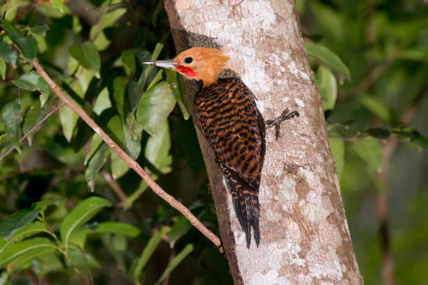 Ringed Woodpecker photographed in Conceicao da Barra, Espirito Santo. Ringed Woodpecker photographed in Conceicao da Barra, Espirito Santo. Southeast of Brazil. Atlantic Forest Biome. Picture made in 2013. oviparity stock pictures, royalty-free photos & images