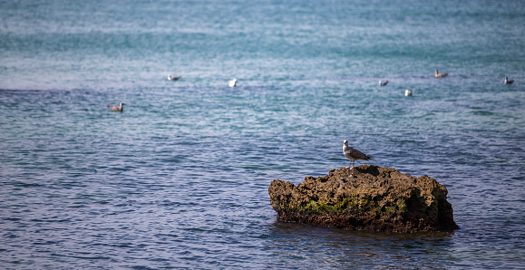 Pideon bird on the rock in the sea