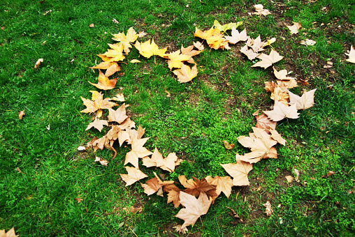 Heart made by Autumn leaves