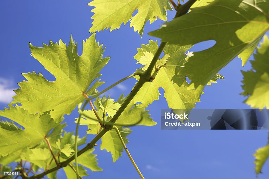 Ramo di uva vite - Foto stock royalty-free di Agricoltura