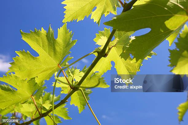 Ramo Di Uva Vite - Fotografie stock e altre immagini di Agricoltura - Agricoltura, Azienda vinicola, Blu