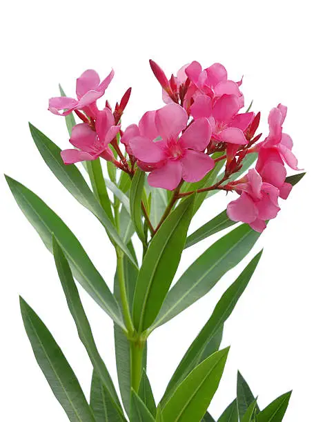 Pink oleander flower isolated on white background with clipping path