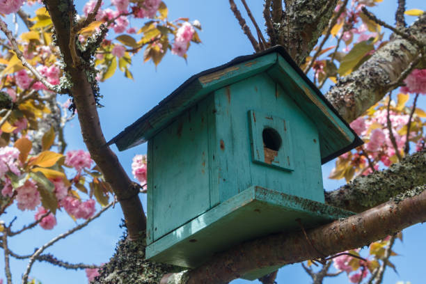 istock Green birdhouse in a tree 1172315123