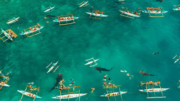 People snorkeling and and watch whale sharks from above. Oslob, a famous spot for whale shark watching. Philippines, Cebu.