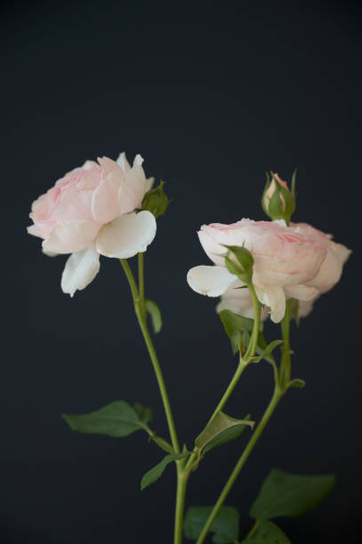 pink roses - hybrid tea rose imagens e fotografias de stock
