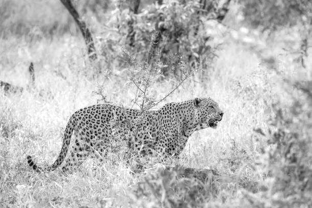 istock Leopard in Kruger National park, South Africa 1172317098
