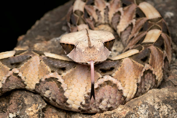 istock Young venomous Gaboon Viper (Bitis gabonica) with forked tongue 1172317351
