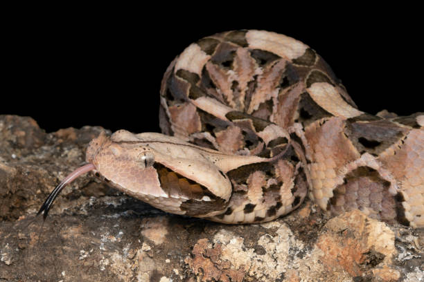 istock Young venomous Gaboon Viper (Bitis gabonica) with forked tongue 1172317357