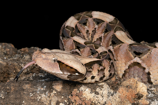 Young venomous Gaboon Viper (Bitis gabonica) with forked tongue