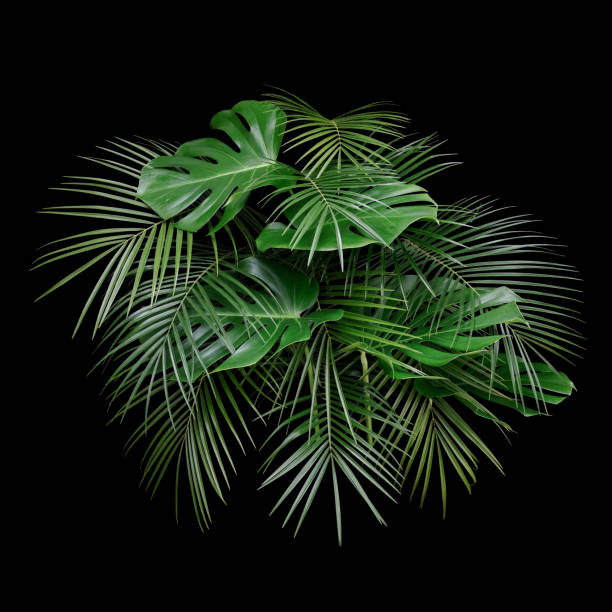 istock Monstera and tropical palm leaves bouquet 1172318336