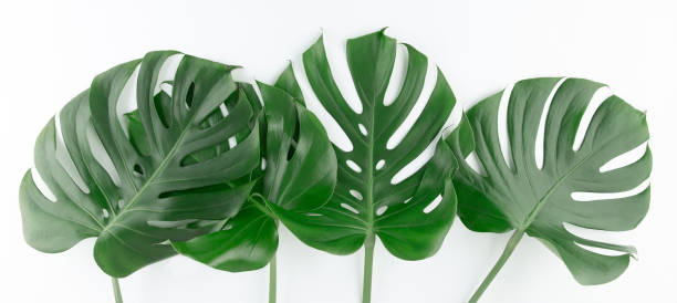 istock Green monstera botanical border isolated on white 1172318338