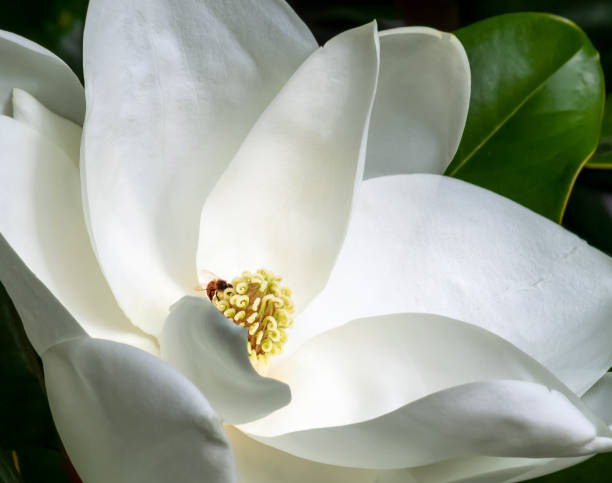 istock white magnolia flower and bee close up 1172318512