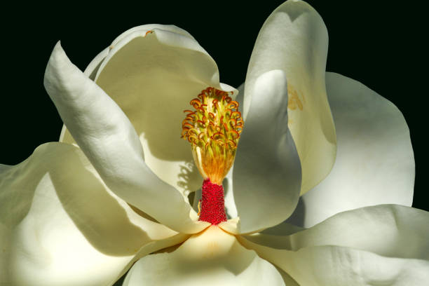 istock white magnolia flower close up 1172318584