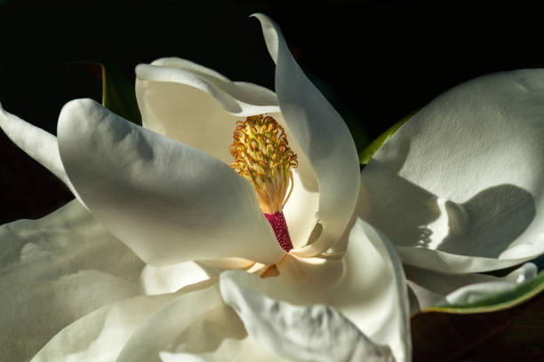 white magnolia flower close up with a dark background