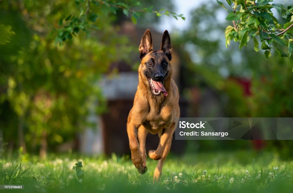 Malinois puppy running in the summer garden A puppy of the Belgian Shepherd Dog Malinois swiftly rushes through the summer garden. The dog runs very fast, the tongue sticks out, the dog looks very happy and motivated. Belgian Malinois Stock Photo
