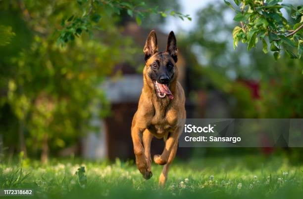 Malinois Puppy Running In The Summer Garden Stock Photo - Download Image Now - Belgian Malinois, Police Dog, Puppy