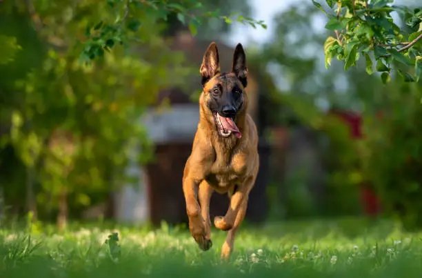 A puppy of the Belgian Shepherd Dog Malinois swiftly rushes through the summer garden. The dog runs very fast, the tongue sticks out, the dog looks very happy and motivated.
