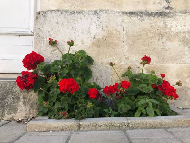 fiori colorati in un rustico giardino cottage francese 3 - ornamental garden europe flower bed old fashioned foto e immagini stock