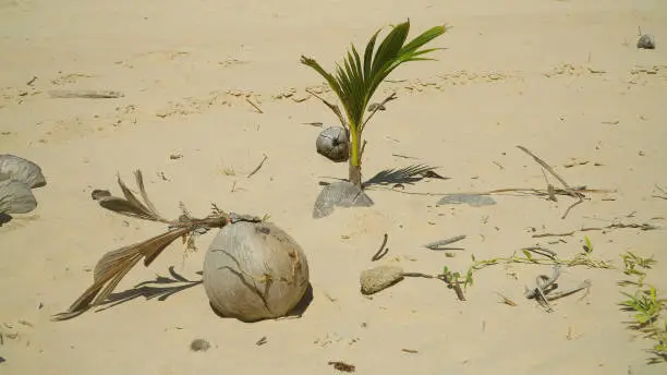 Photo of Coconut palm tree sprouting on tropical beach