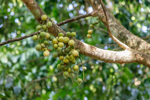 istock Langsat Fruits Hanging from Tree Branches in Orchard 1172319347