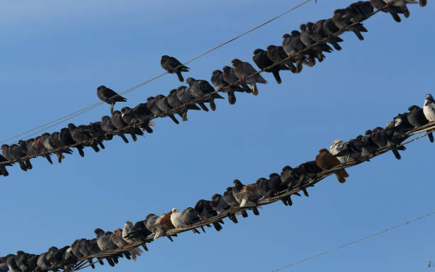 istock Pigeons crammed on the cables 1172319403