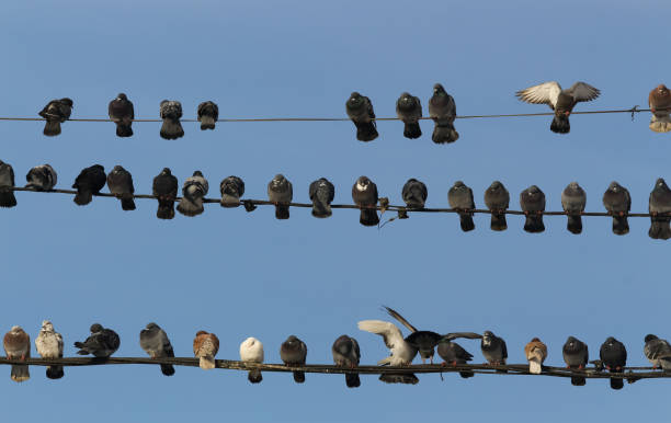 istock Pigeons crammed on the cables 1172319408