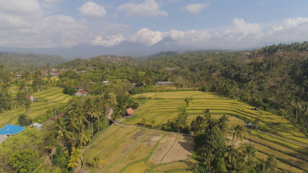 istock rice fields with agricultural land in indonesia 1172322776