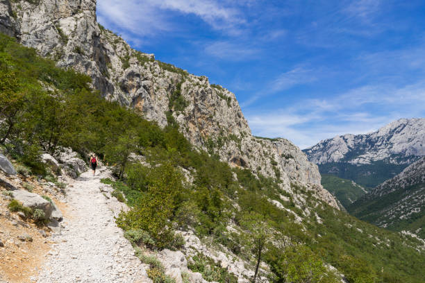 bella giornata estiva soleggiata nel parco nazionale di paklenica croazia - croatia nature tree plant foto e immagini stock