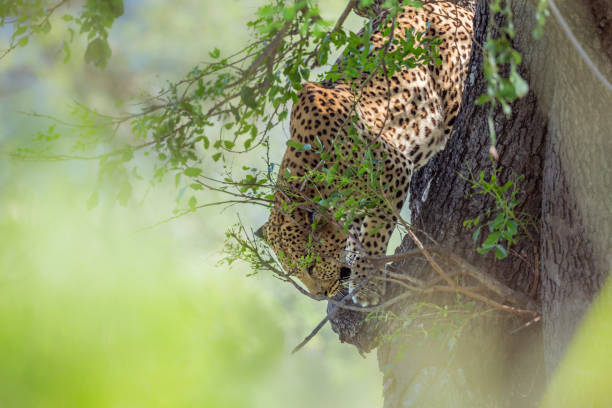 istock Leopard in Kruger National park, South Africa 1172322948