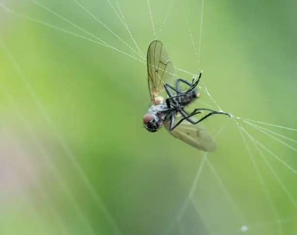 Photo of Fly Caught in Spider Web
