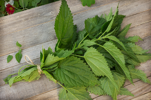 Bunch of green nettles tied with twine lies on a table