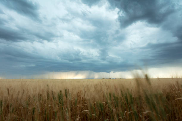 prairie storm saskatchewan canadá - mammatus cloud fotografías e imágenes de stock