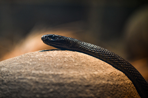 snakes thrive on the Los Llanos of Colombia