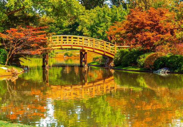 istock Pond with wooden moon bridge in autumn 1172328026