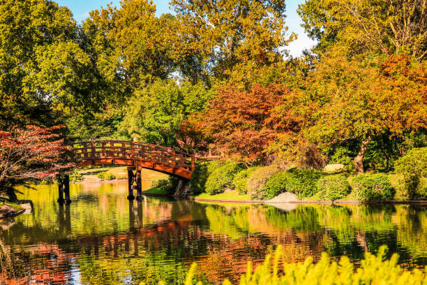 나무 달 다리와 연못 - bridge wood japanese garden footbridge 뉴스 사진 이미지