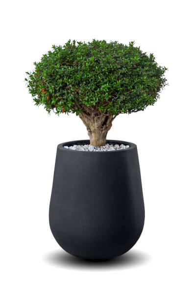 myrtus (myrte) baum, bonsai eine topfpflanze isoliert über weiß - myrtus stock-fotos und bilder