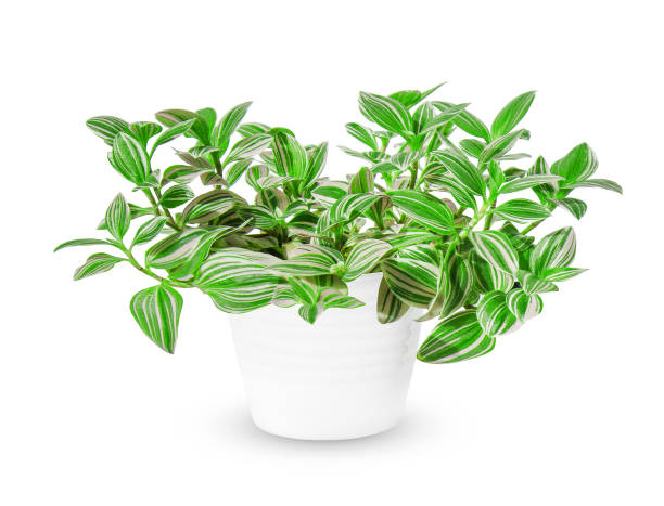istock Tradescantia (Zebrina pendula, inchplant or wandering jew) a potted plant isolated over white 1172329767