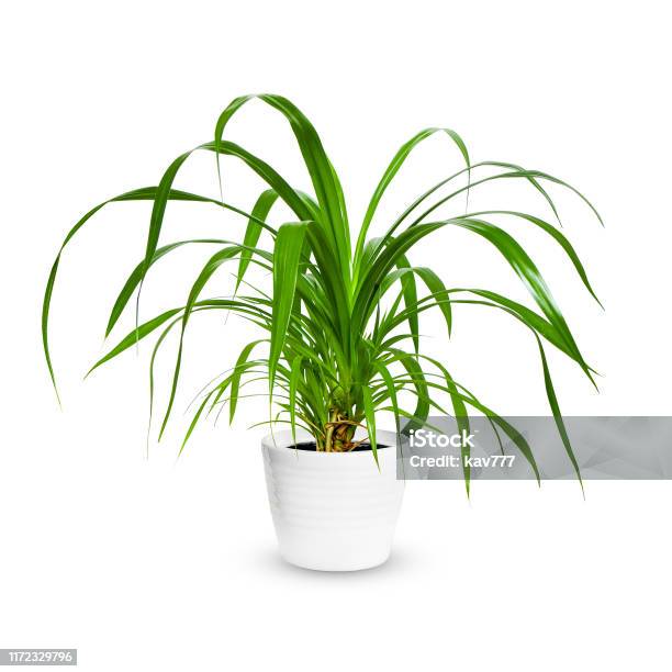 Tropicka Rostlina V Krizovce () Tropicka Rostlina V Krizovce