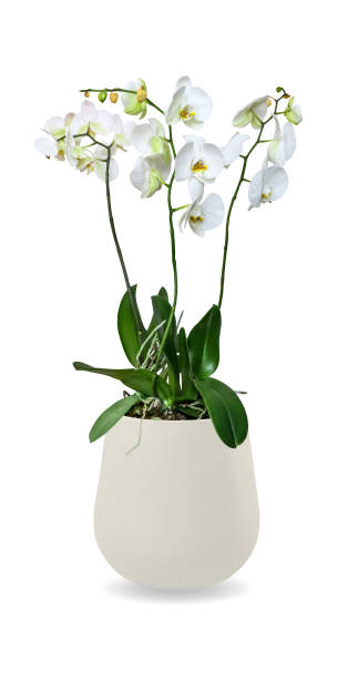 Orchid (Phalaenopsis) in a pot with white flowers isolated over white Orchid (Phalaenopsis) in a pot with white flowers isolated over white potted orchid stock pictures, royalty-free photos & images