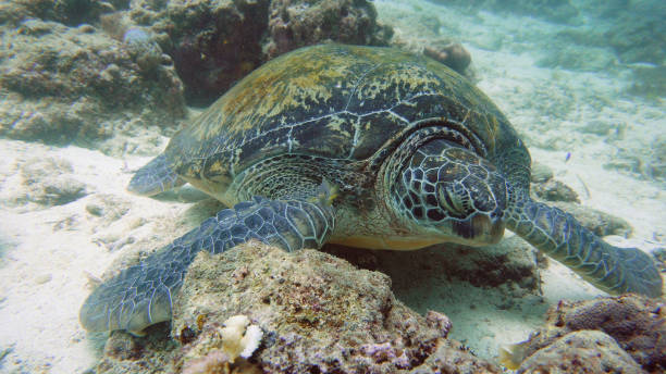 istock Green Sea turtle under water in Philippines 1172330307