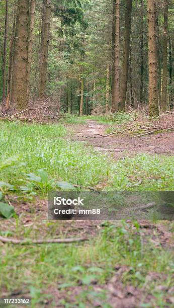 Chodnik - zdjęcia stockowe i więcej obrazów Bez ludzi - Bez ludzi, Brązowy, Buk - drzewo